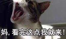 娱乐吃瓜酱猫妈,揭秘娱乐圈背后的温馨故事